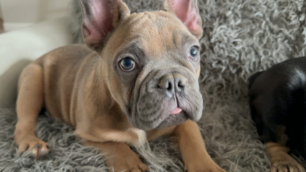Knox | Blue Sable French Bulldog Male | Mr. Charming