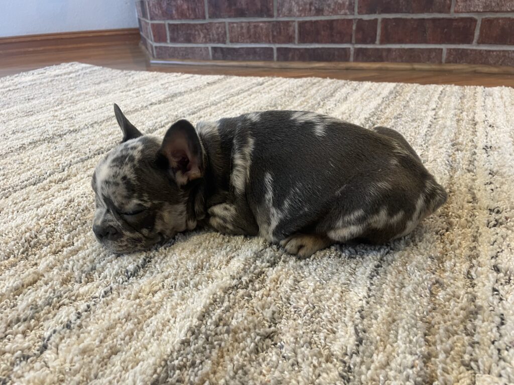 Urban | Blue Merle French Bulldog Male | The Remarkable