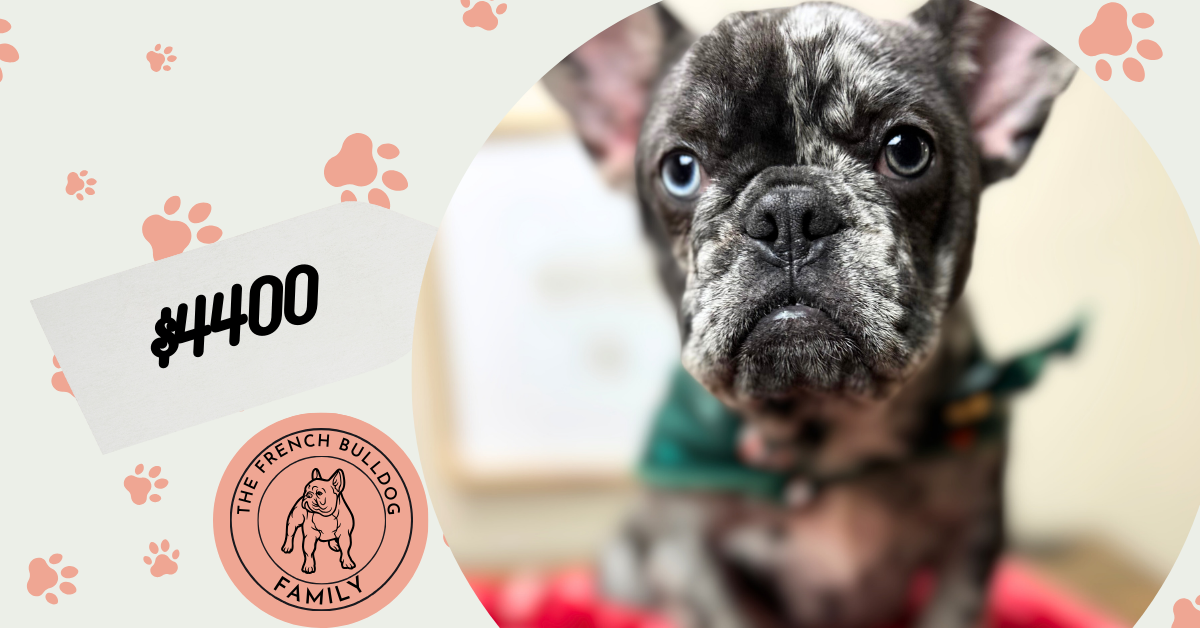 Lollipop | Blue Merle French Bulldog Female | The Cheerful