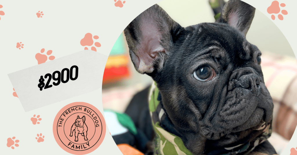 Jolly | Black & Tan French Bulldog Male | Mr. Adorable