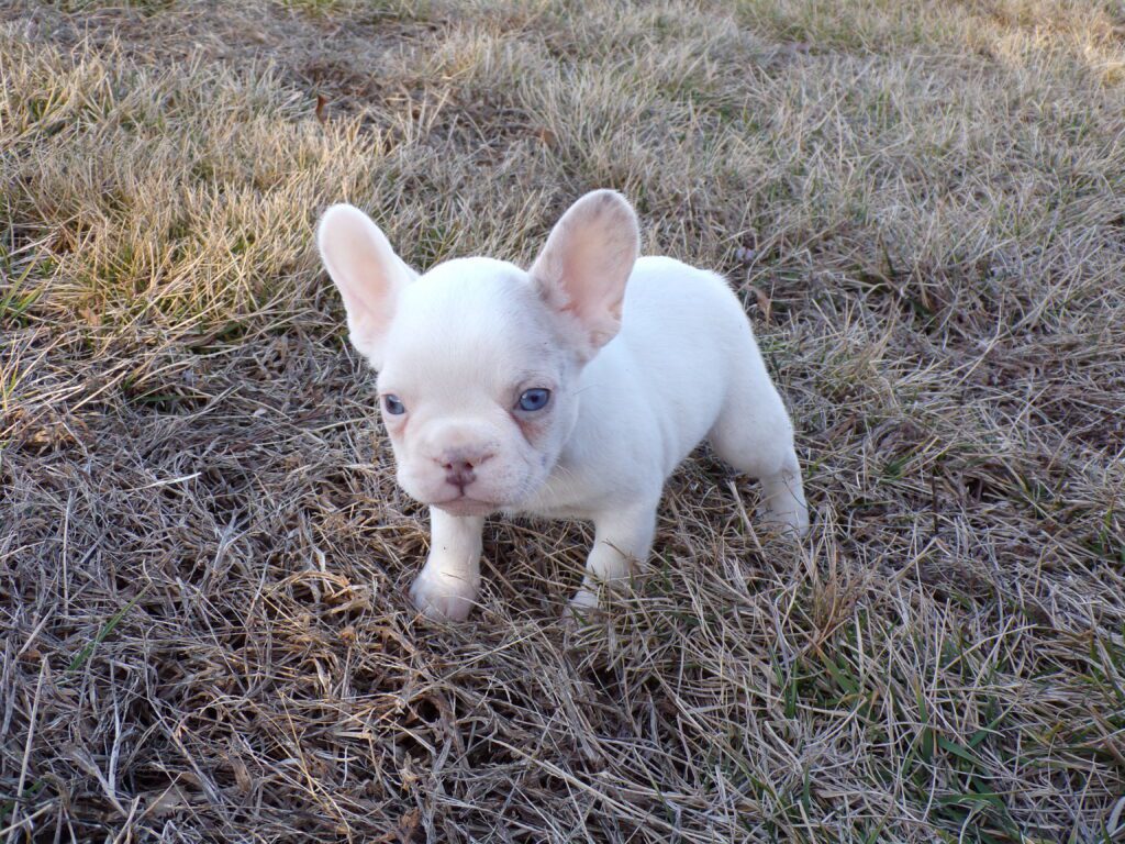Walker | Lilac Merle Pied French Bulldog Male | The Energetic