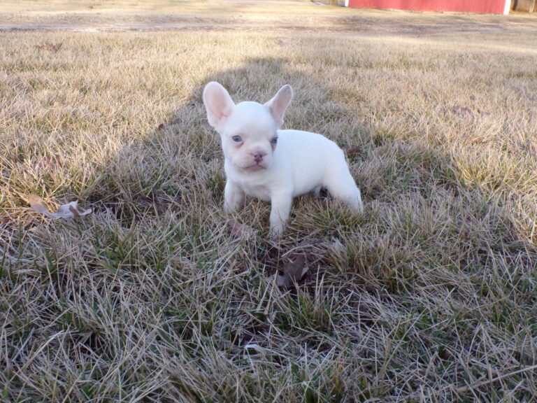 Walker | Lilac Merle Pied French Bulldog Male | The Energetic