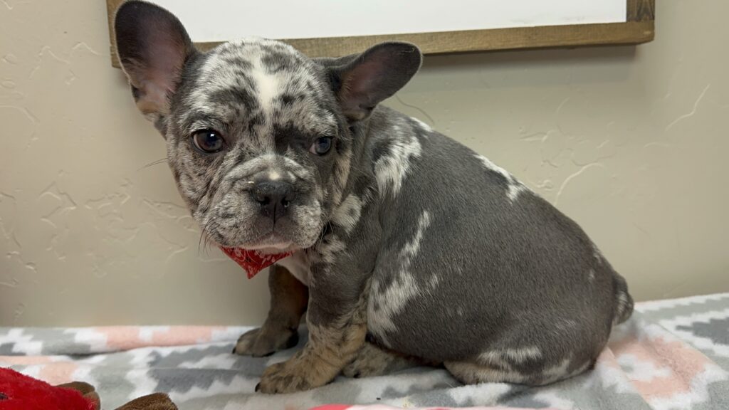Urban | Blue Merle French Bulldog Male | The Remarkable