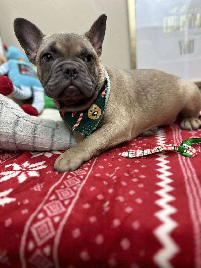 Argo | Blue Fawn French Bulldog Male | The Incredible