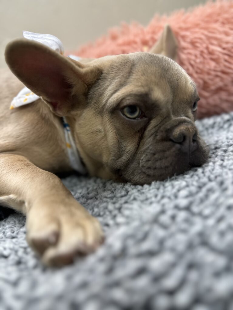 Izzy | Lilac Fawn French Bulldog Male | The Polite One