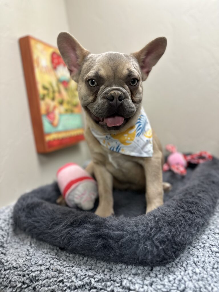 Izzy | Lilac Fawn French Bulldog Male | The Polite One