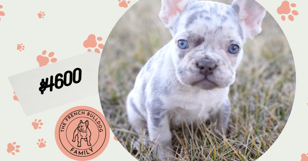 Winnie | Lilac Merle French Bulldog Female | The Magical