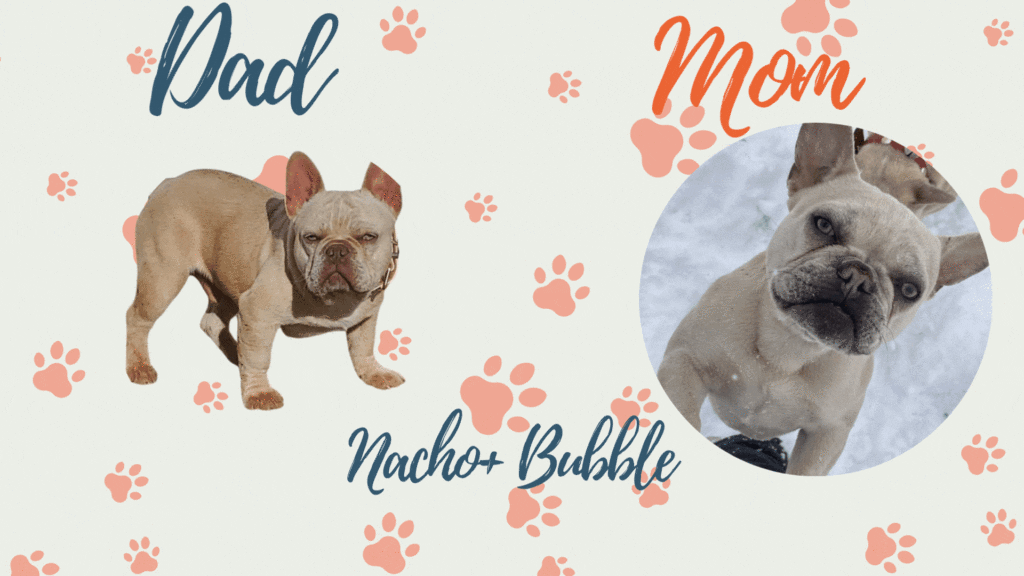Frenchie Parents- Nacho and Bubbles