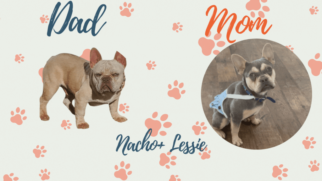 Frenchie Parents- Nacho and Lessie