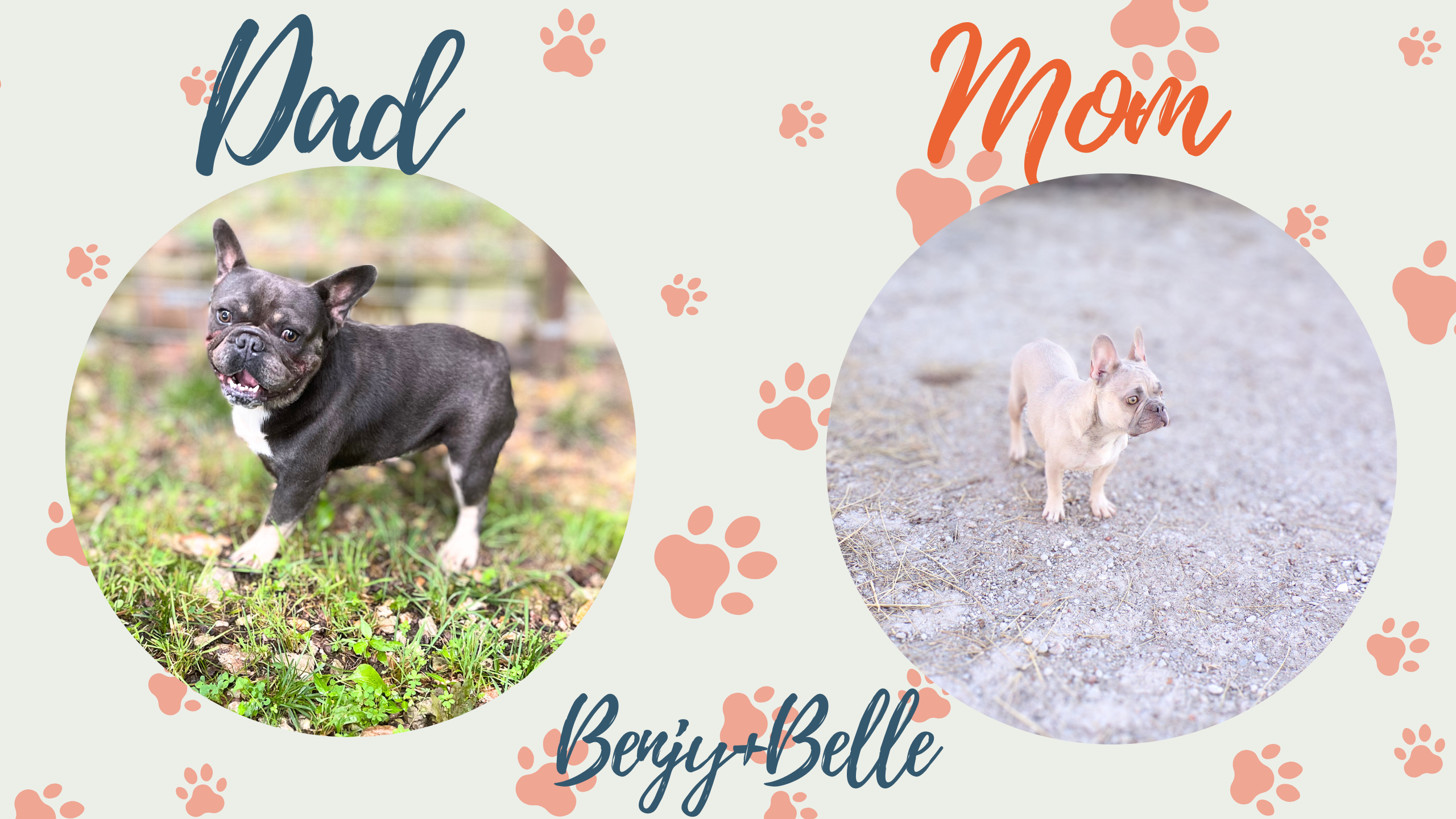 Benjy & Belle French Bulldog Litter