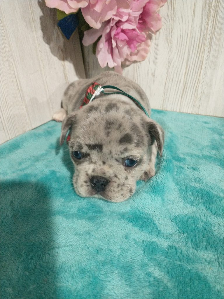 Sammy | Blue Merle French Bulldog Male | Available in July 2025