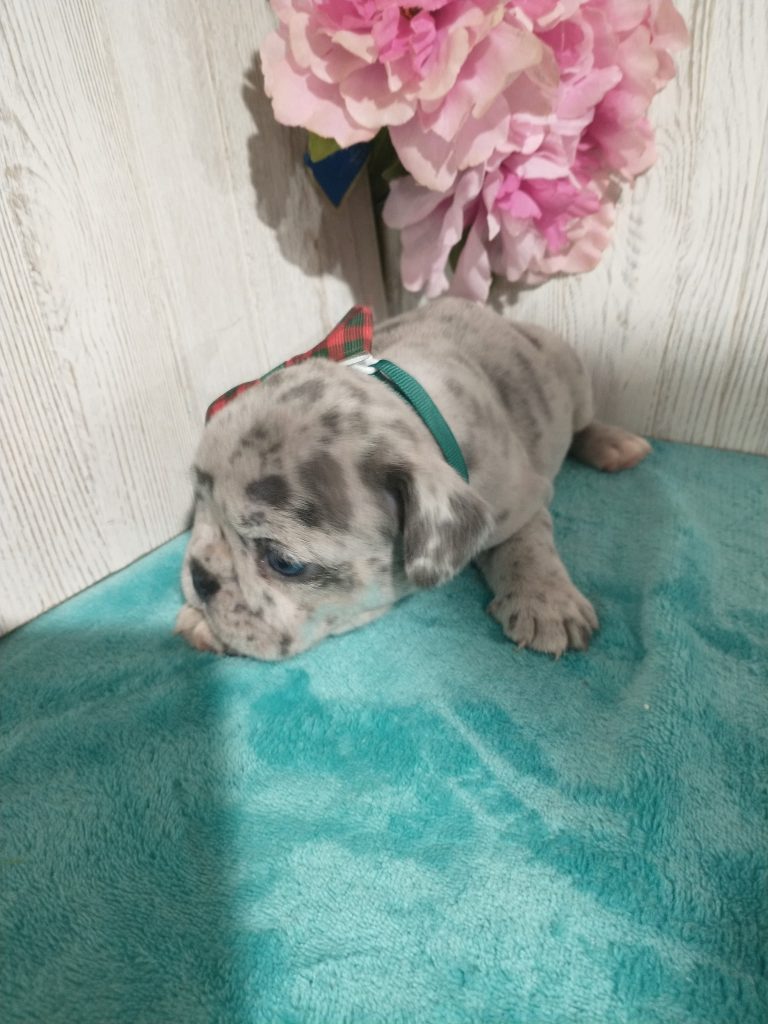 Sammy | Blue Merle French Bulldog Male | Available in July 2025