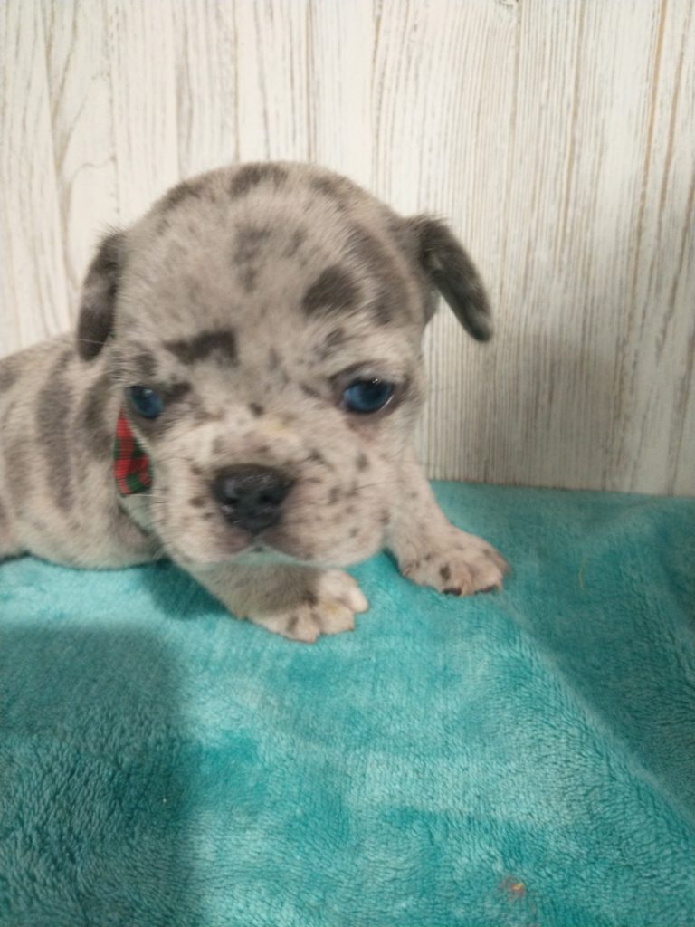 Sammy | Blue Merle French Bulldog Male | Available in July 2025