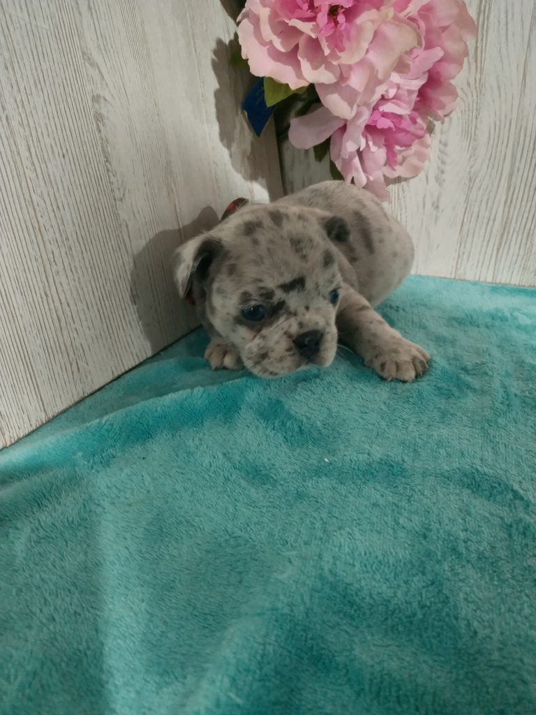 Sammy | Blue Merle French Bulldog Male | Available in July 2025