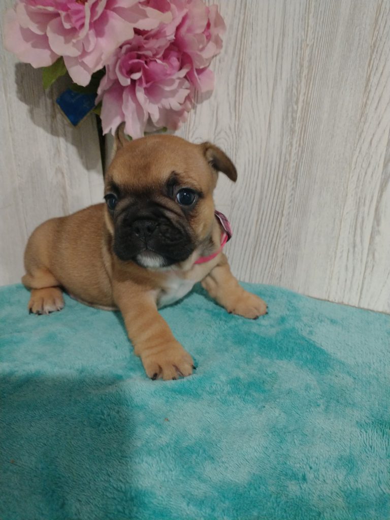 Sophia | Fawn French Bulldog Female | Available in July 2025