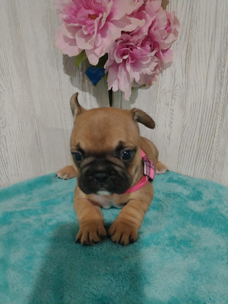 Sophia | Fawn French Bulldog Female | Available in July 2025