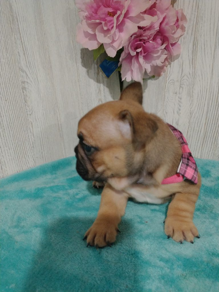 Sophia | Fawn French Bulldog Female | Available in July 2025