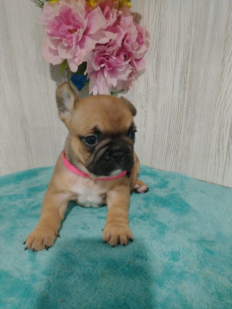 Sophia | Fawn French Bulldog Female | Available in July 2025