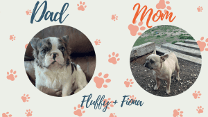 Frenchie parents - Fluffy & Fiona