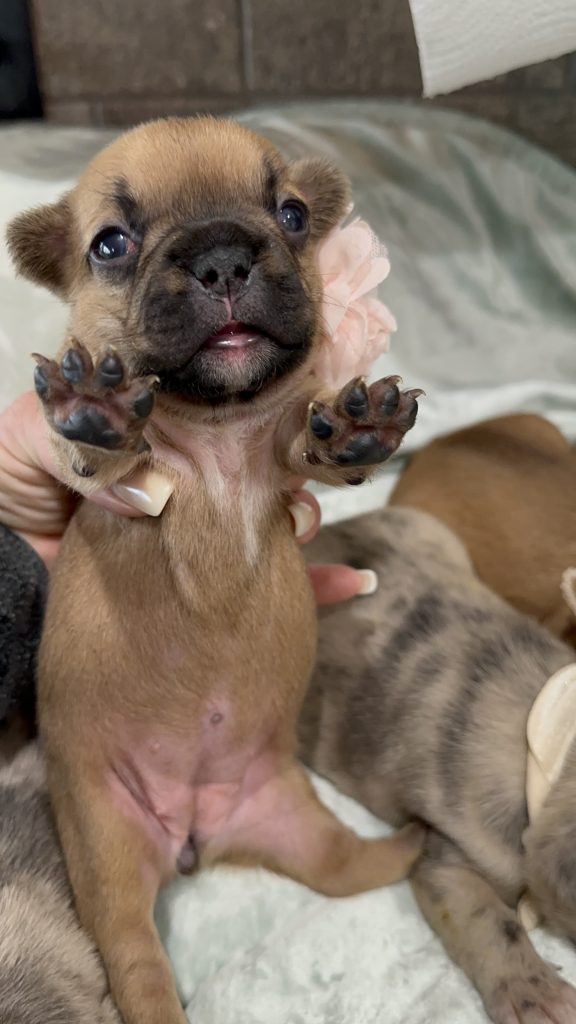 Vienna | Fawn French Bulldog Female | Available in July 2025