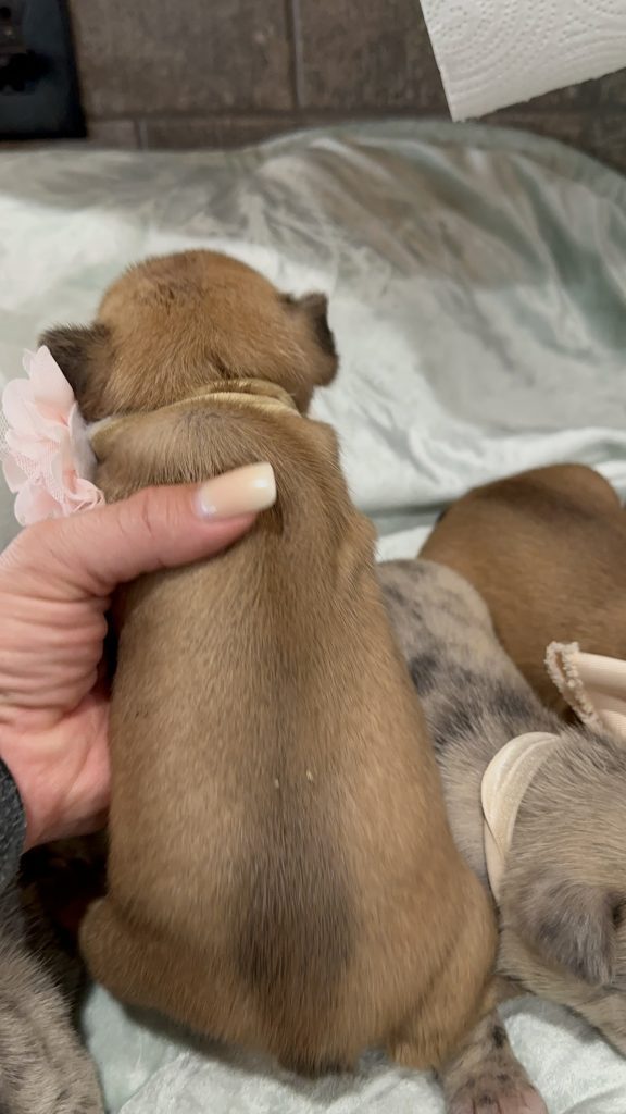 Vienna | Fawn French Bulldog Female | Available in July 2025