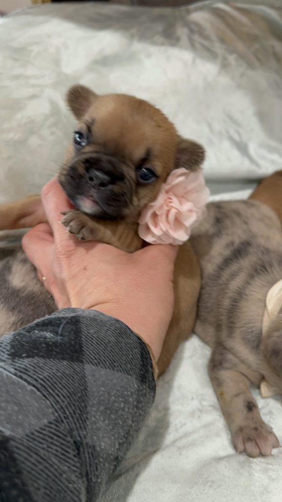 Vienna | Fawn French Bulldog Female | Available in July 2025