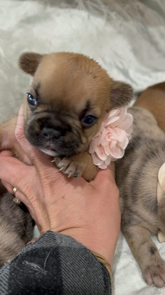 Vienna | Fawn French Bulldog Female | Available in July 2025