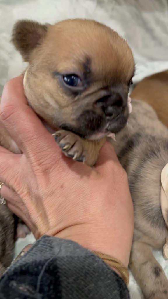 Vienna | Fawn French Bulldog Female | Available in July 2025
