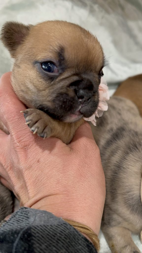 Vienna | Fawn French Bulldog Female | Available in July 2025