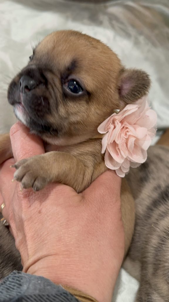 Vienna | Fawn French Bulldog Female | Available in July 2025