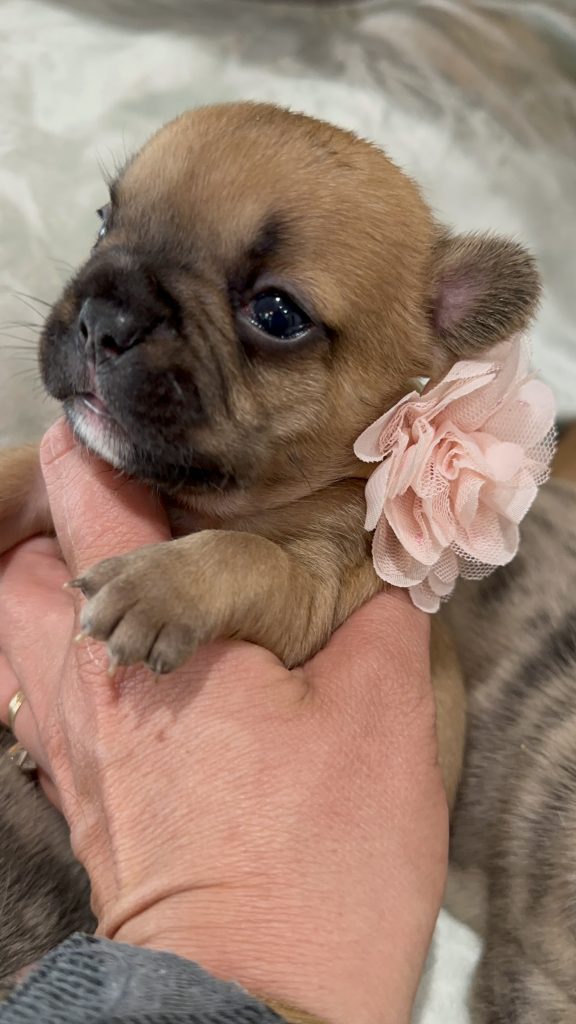 Vienna | Fawn French Bulldog Female | Available in July 2025