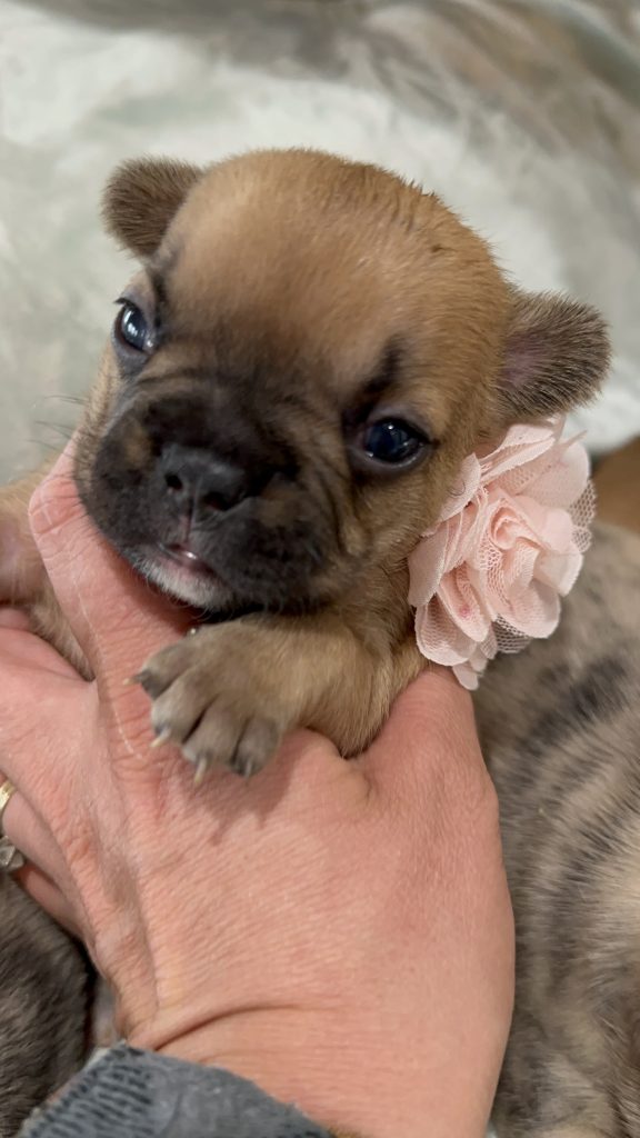 Vienna | Fawn French Bulldog Female | Available in July 2025