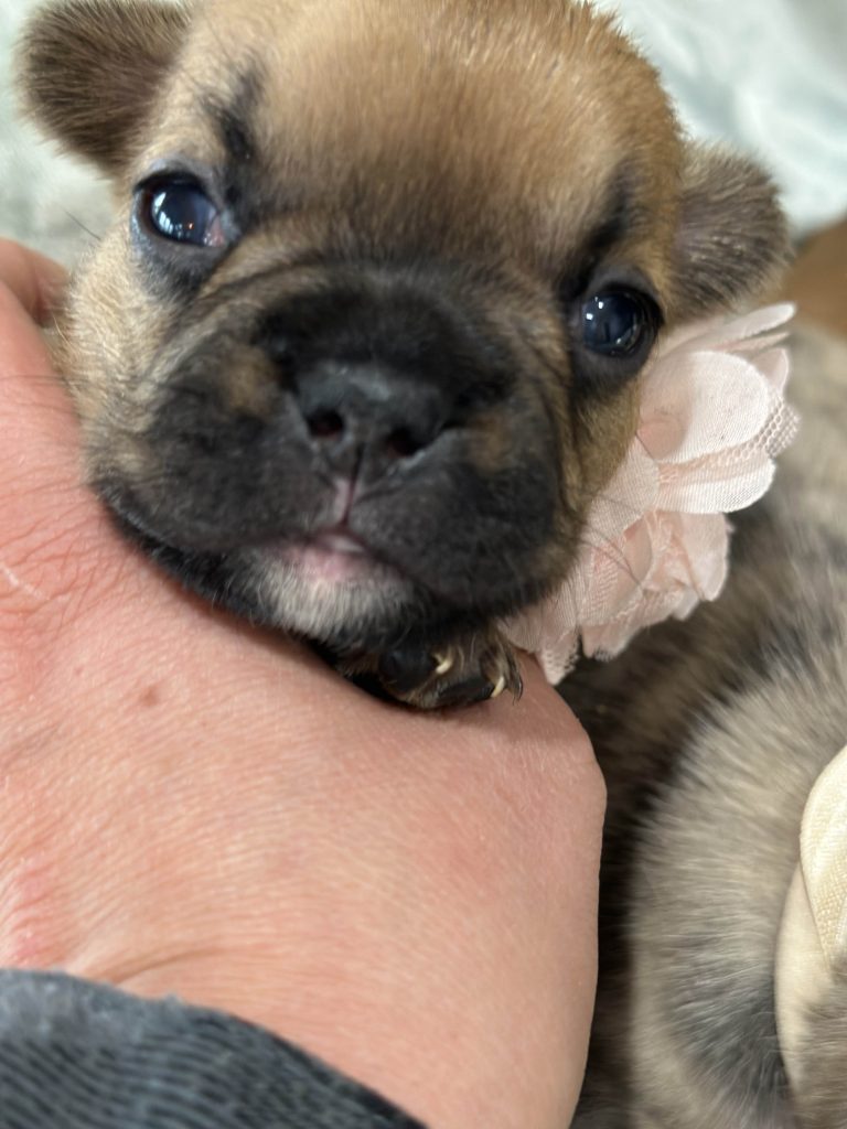Vienna | Fawn French Bulldog Female | Available in July 2025
