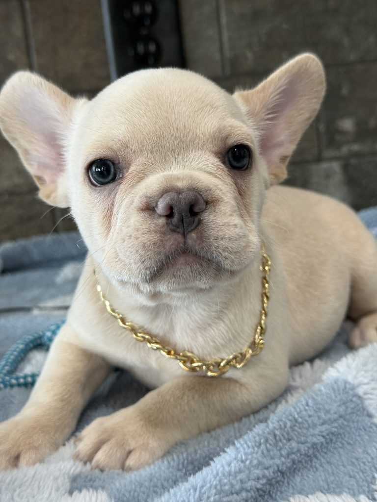 Pogo | Cream/Platinum French Bulldog Male | Available in July 2025