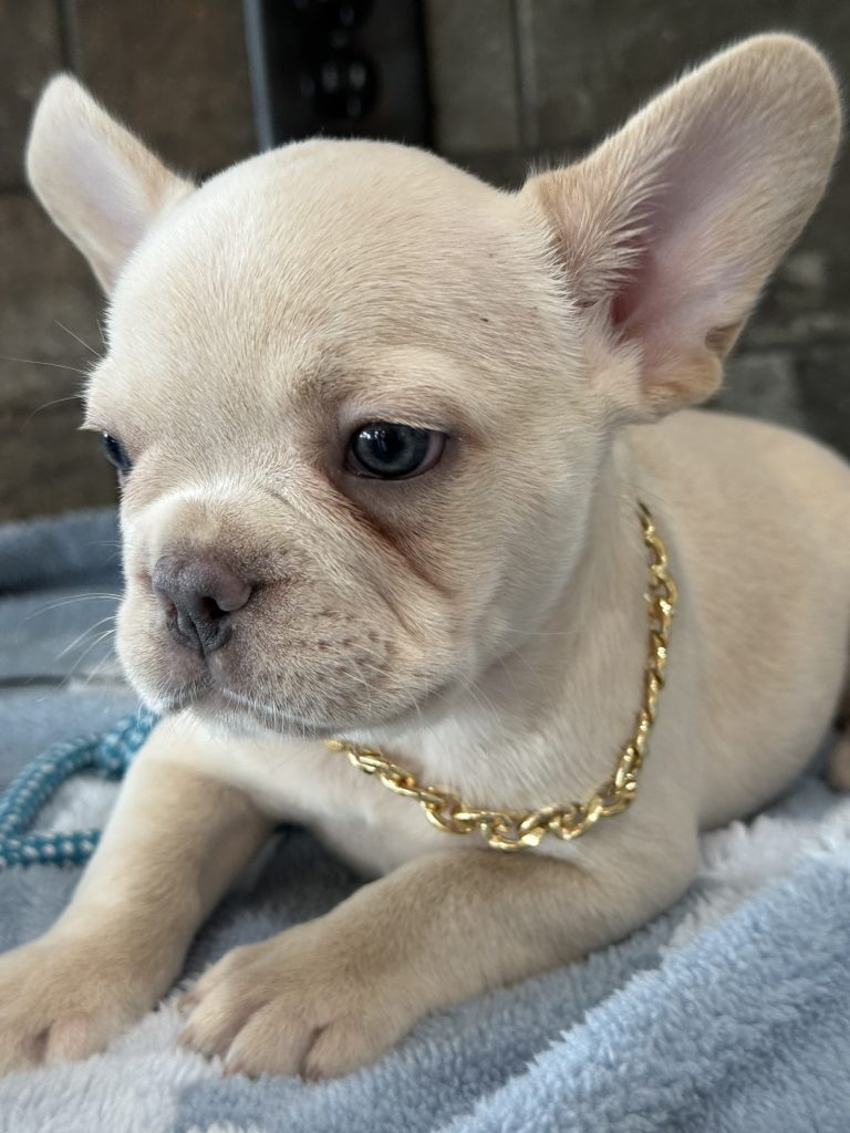 Pogo | Cream/Platinum French Bulldog Male | Available in July 2025