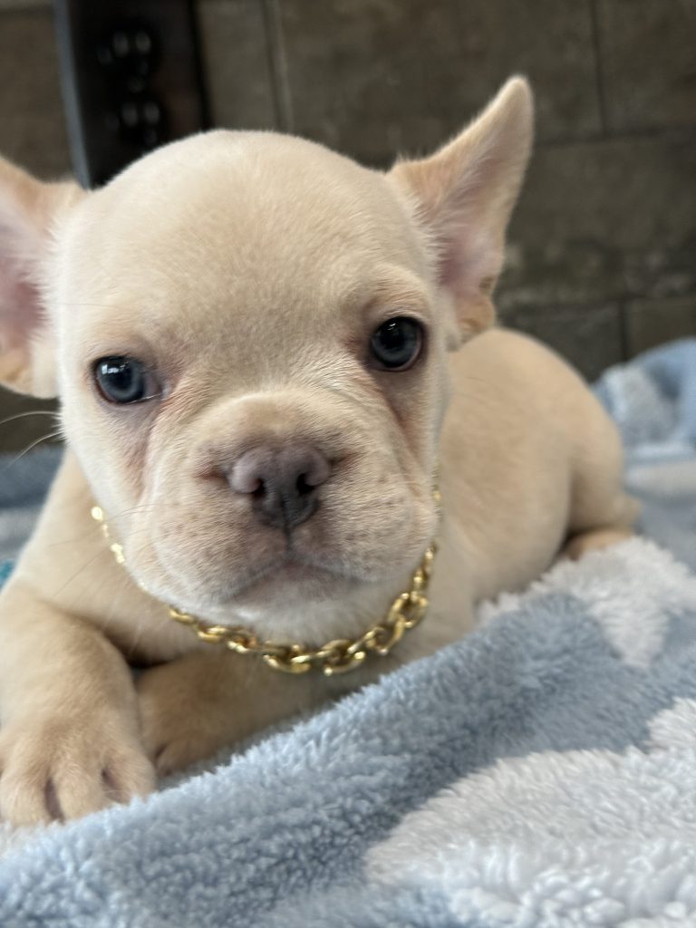 Pogo | Cream/Platinum French Bulldog Male | Available in July 2025