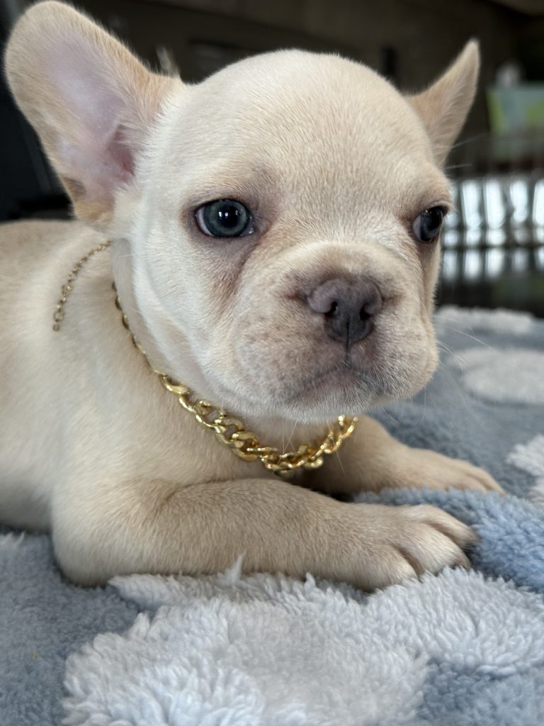 Pogo | Cream/Platinum French Bulldog Male | Available in July 2025