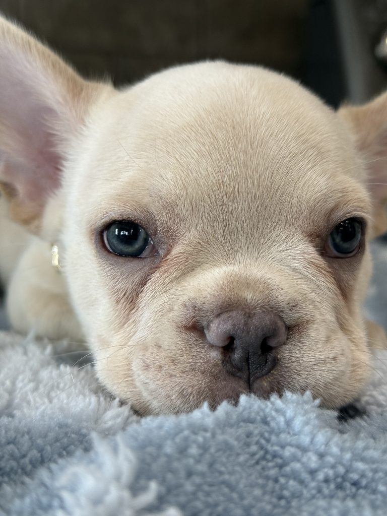 Pogo | Cream/Platinum French Bulldog Male | Available in July 2025
