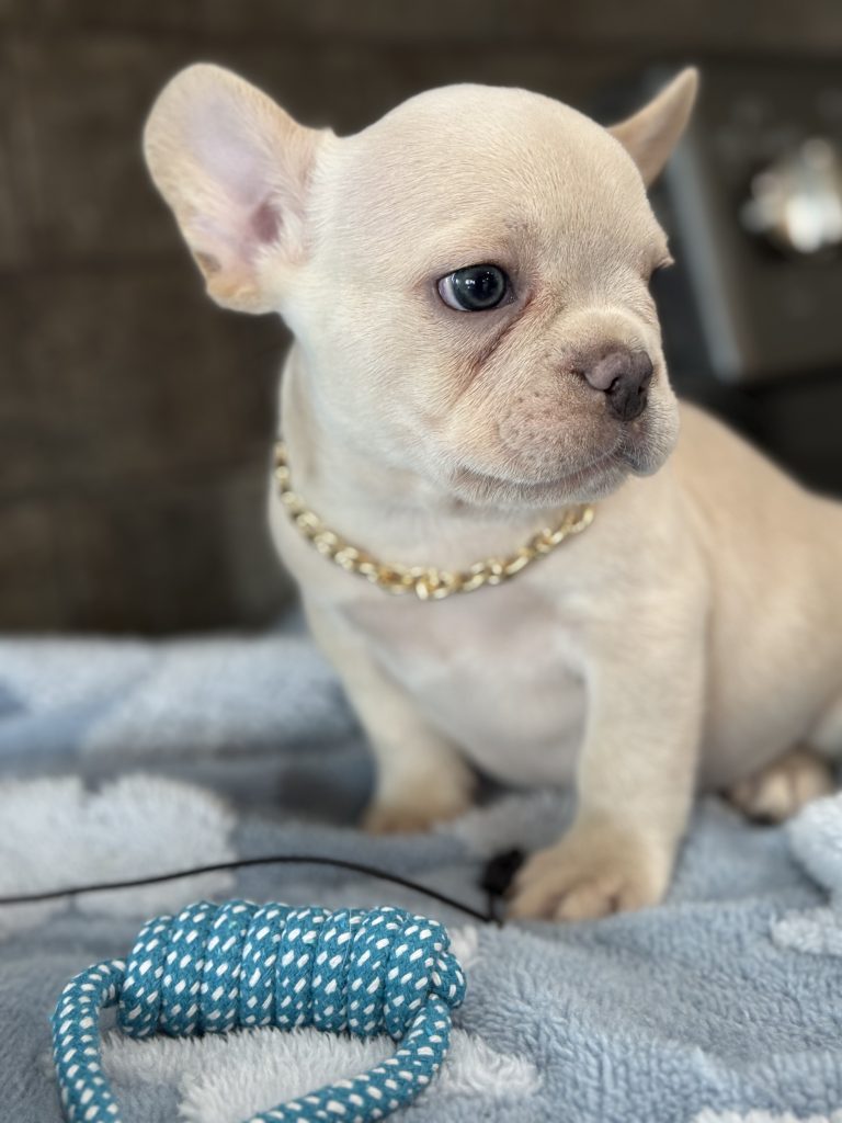 Pogo | Cream/Platinum French Bulldog Male | Available in July 2025