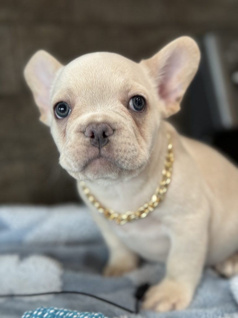 Pogo | Cream/Platinum French Bulldog Male | Available in July 2025