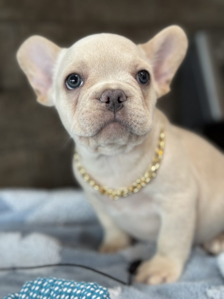 Pogo | Cream/Platinum French Bulldog Male | Available in July 2025