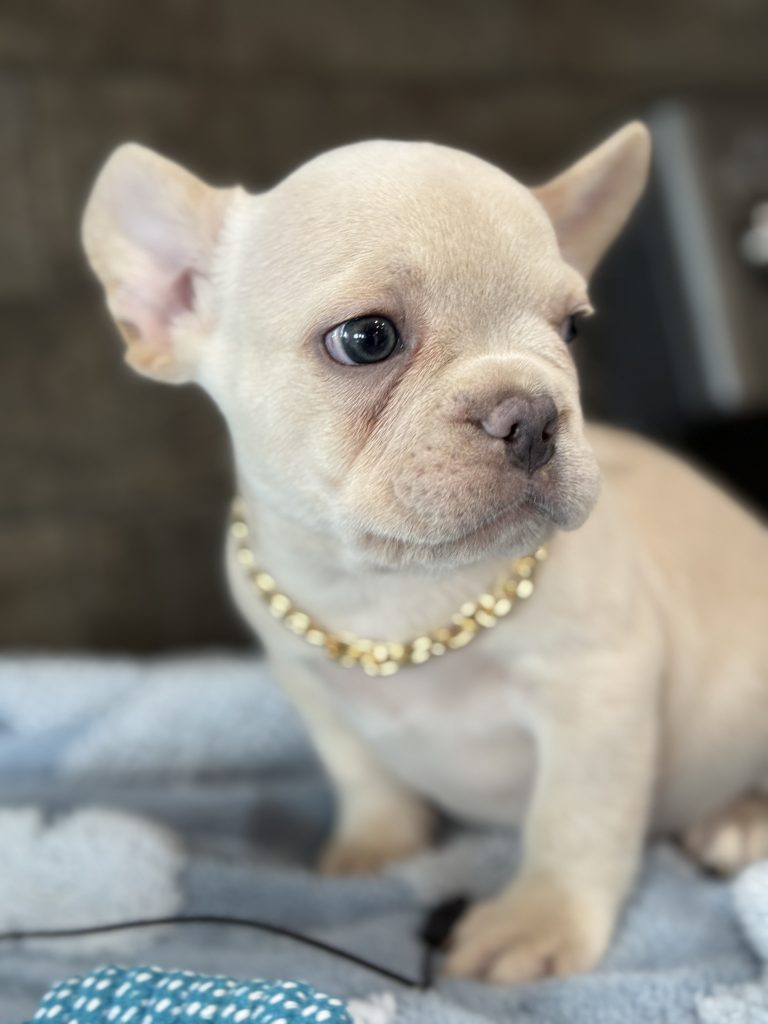 Pogo | Cream/Platinum French Bulldog Male | Available in July 2025