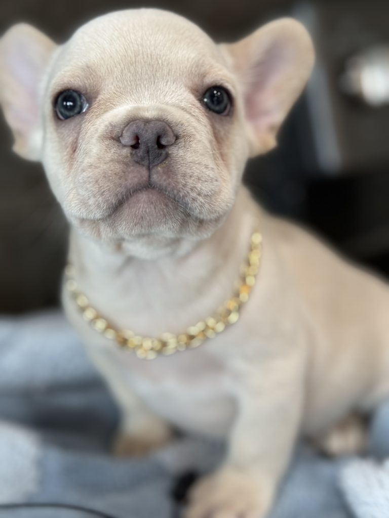 Pogo | Cream/Platinum French Bulldog Male | Available in July 2025