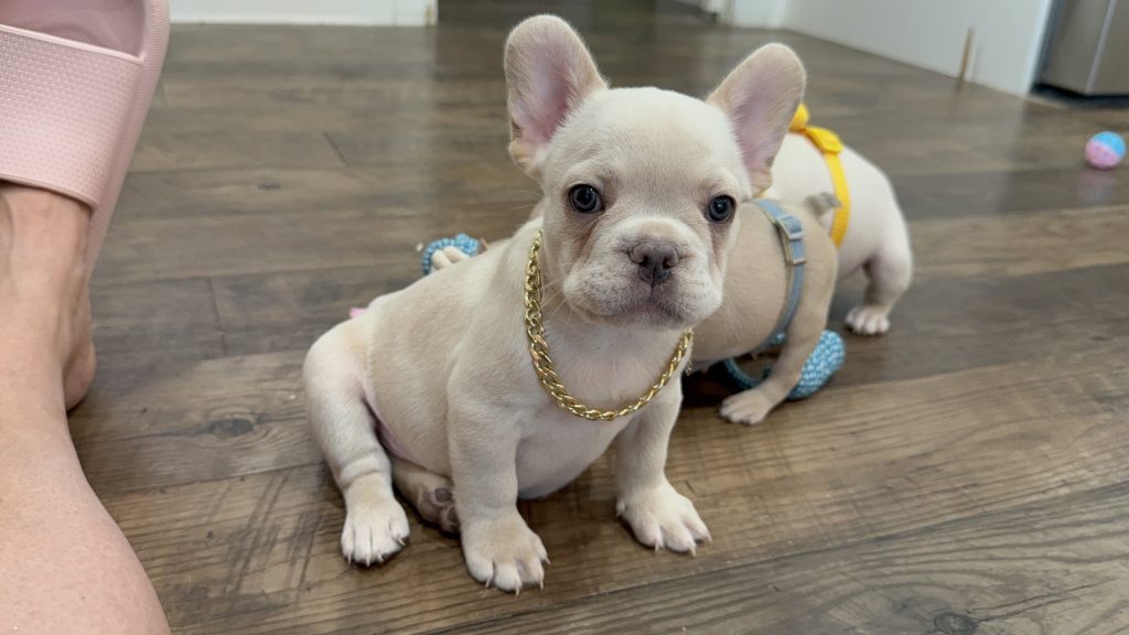 Pogo | Cream/Platinum French Bulldog Male | Available in July 2025