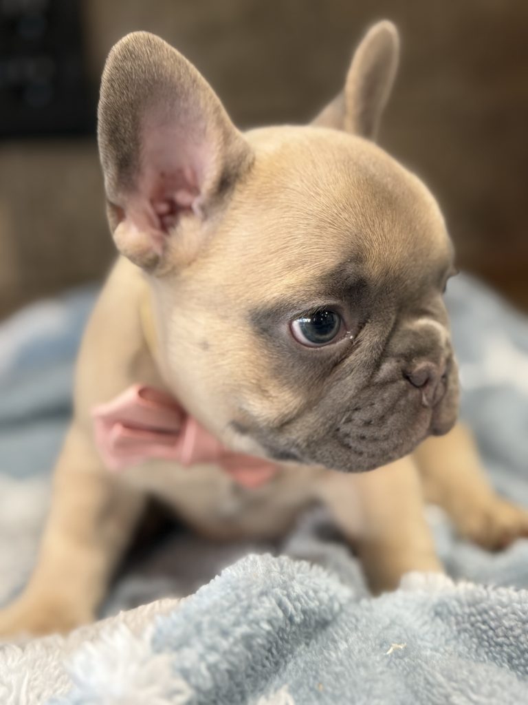 Ulysses | Blue Fawn French Bulldog Male | Available in July 2025