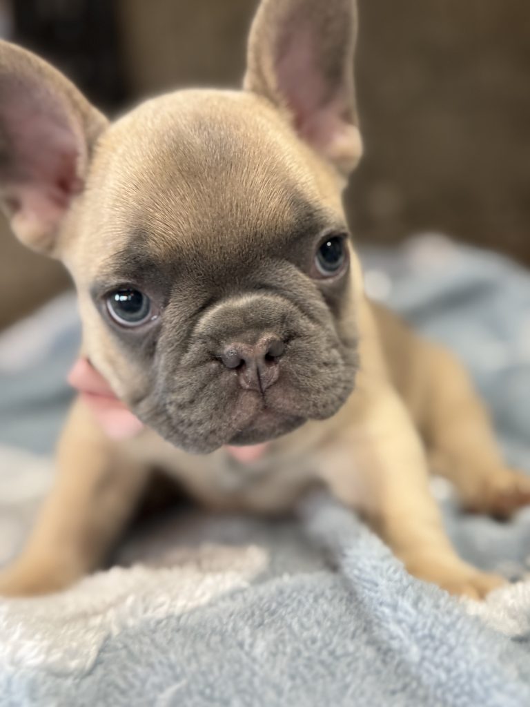 Ulysses | Blue Fawn French Bulldog Male | Available in July 2025