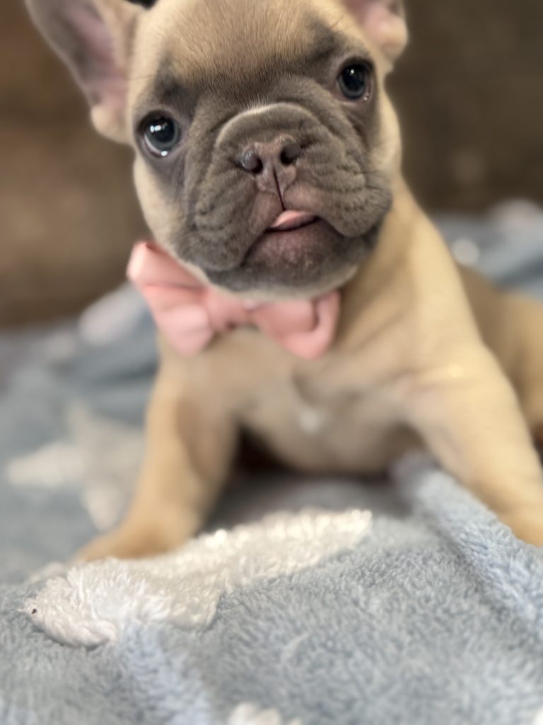 Ulysses | Blue Fawn French Bulldog Male | Available in July 2025