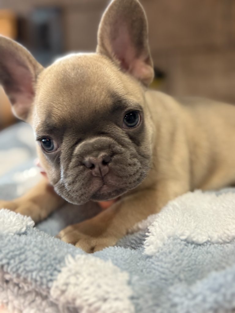 Ulysses | Blue Fawn French Bulldog Male | Available in July 2025
