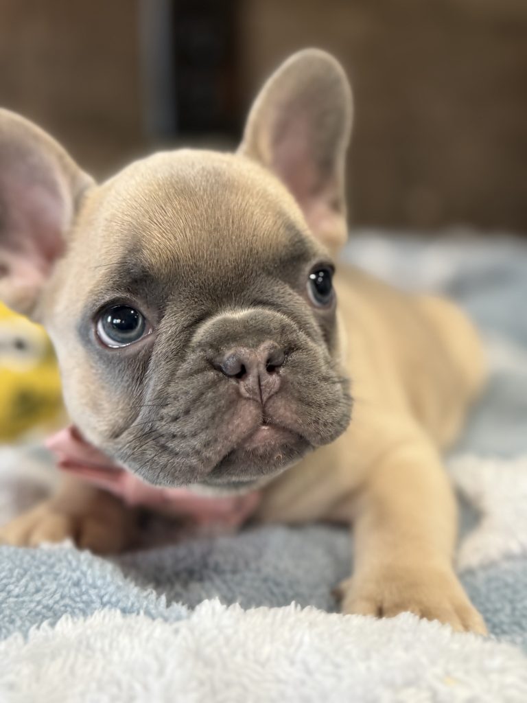 Ulysses | Blue Fawn French Bulldog Male | Available in July 2025