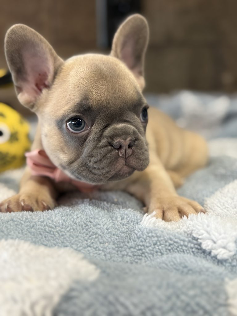 Ulysses | Blue Fawn French Bulldog Male | Available in July 2025